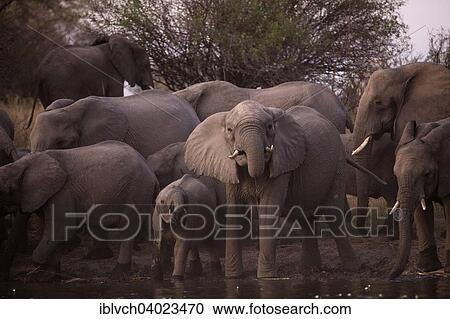 "African elephants (Loxodonta africana) drinking at the Okavango river, Caprivi, Namibia, Africa" View Large Photo Image Stock Image - "African elephants (Loxodonta africana) drinking at the Okavango river, Caprivi, Namibia, Africa". Fotosearch