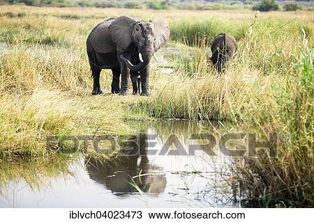 "African elephants (Loxodonta africana) mother with young, Nkasa-Lupala National Park, Caprivi Region, Namibia, Africa" View Large Photo Image Stock Image - "African elephants (Loxodonta africana) mother with young, Nkasa-Lupala National Park, Caprivi Region, Namibia, Africa". Fotosearch