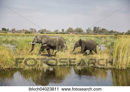 "African elephants (Loxodonta africana) mother with young, Nkasa-Lupala National Park, Caprivi Region, Namibia, Africa" View Large Photo Image Stock Image - "African elephants (Loxodonta africana) mother with young, Nkasa-Lupala National Park, Caprivi Region, Namibia, Africa". Fotosearch