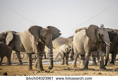 Stock Image - "African elephants (Loxodonta africana) at a waterhole, Etosha National Park, Namibia, Africa". Fotosearch
