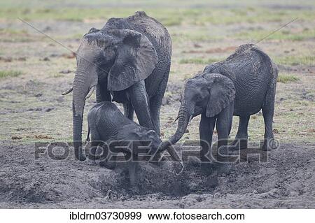"African elephants (Loxodonta africana) with calf, Savute, North-West District, Botswana, Africa" View Large Photo Image Stock Photo - "African elephants (Loxodonta africana) with calf, Savute, North-West District, Botswana, Africa". Fotosearch