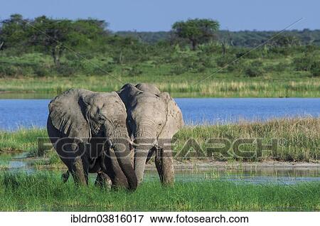 "African elephants (Loxodonta africana) playfighting at the Namutoni water hole, Etosha National Park, Namibia, Africa" View Large Photo Image Stock Photo - "African elephants (Loxodonta africana) playfighting at the Namutoni water hole, Etosha National Park, Namibia, Africa". Fotosearch