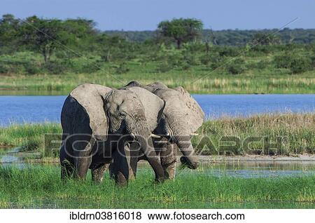 "African elephants (Loxodonta africana) playfighting at the Namutoni water hole, Etosha National Park, Namibia, Africa" View Large Photo Image Stock Photo - "African elephants (Loxodonta africana) playfighting at the Namutoni water hole, Etosha National Park, Namibia, Africa". Fotosearch