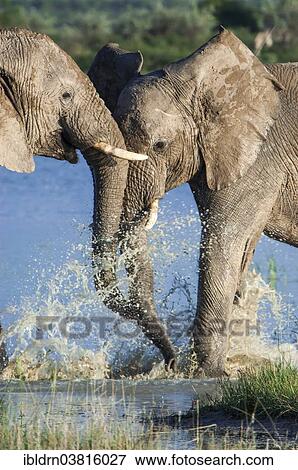 "African elephants (Loxodonta africana) playfighting at the Namutoni water hole, Etosha National Park, Namibia, Africa" View Large Photo Image Stock Photo - "African elephants (Loxodonta africana) playfighting at the Namutoni water hole, Etosha National Park, Namibia, Africa". Fotosearch