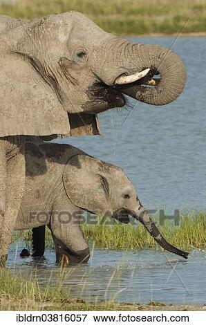 "African elephants (Loxodonta africana) drinking at a waterhole, Fischer's Pan, Etosha National Park, Namibia, Africa" View Large Photo Image Stock Photo - "African elephants (Loxodonta africana) drinking at a waterhole, Fischer's Pan, Etosha National Park, Namibia, Africa". Fotosearch