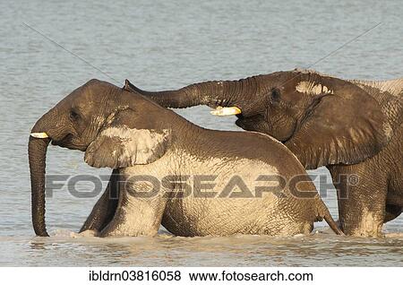 "African elephants (Loxodonta africana) playfighting at the Namutoni water hole, Etosha National Park, Namibia, Africa" View Large Photo Image Stock Photo - "African elephants (Loxodonta africana) playfighting at the Namutoni water hole, Etosha National Park, Namibia, Africa". Fotosearch