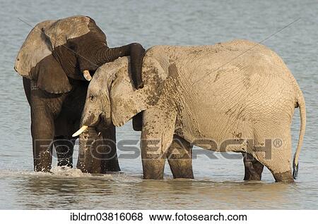 "African elephants (Loxodonta africana) playfighting at the Namutoni water hole, Etosha National Park, Namibia, Africa" View Large Photo Image Stock Photo - "African elephants (Loxodonta africana) playfighting at the Namutoni water hole, Etosha National Park, Namibia, Africa". Fotosearch