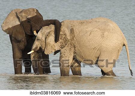 "African elephants (Loxodonta africana) playfighting at the Namutoni water hole, Etosha National Park, Namibia, Africa" View Large Photo Image Stock Photo - "African elephants (Loxodonta africana) playfighting at the Namutoni water hole, Etosha National Park, Namibia, Africa". Fotosearch