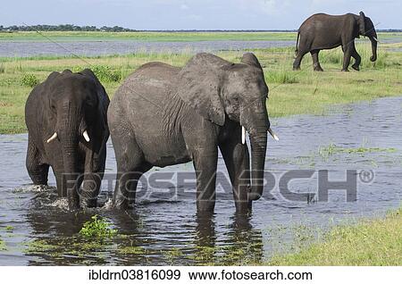 "African Elephants (Loxodonta africana) walking through water, Chobe Waterfront, Chobe National Park, Botswana, Africa" View Large Photo Image Stock Photo - "African Elephants (Loxodonta africana) walking through water, Chobe Waterfront, Chobe National Park, Botswana, Africa". Fotosearch