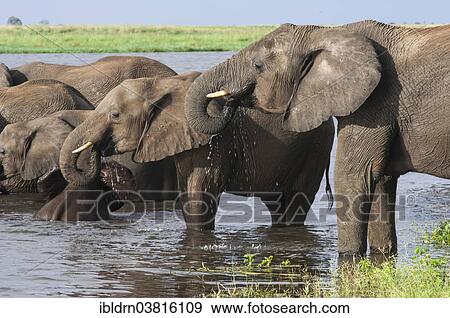"African elephants (Loxodonta africana) drinking in water, Chobe Waterfront, Chobe National Park, Botswana, Africa" View Large Photo Image Stock Photo - "African elephants (Loxodonta africana) drinking in water, Chobe Waterfront, Chobe National Park, Botswana, Africa". Fotosearch