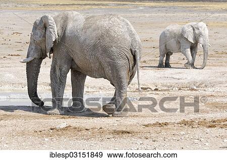 "African Elephants (Loxodonta africana) after a mud bath at the Nebrownii waterhole, Etosha National Park, Okaukuejo, Kunene Region, Namibia, Africa" View Large Photo Image Stock Photo - "African Elephants (Loxodonta africana) after a mud bath at the Nebrownii waterhole, Etosha National Park, Okaukuejo, Kunene Region, Namibia, Africa". Fotosearch
