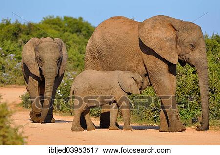 "African Elephants (Loxodonta africana) with calf on gravel road, Addo Elephant National Park, Eastern Cape, South Africa, Africa" View Large Photo Image Stock Photo - "African Elephants (Loxodonta africana) with calf on gravel road, Addo Elephant National Park, Eastern Cape, South Africa, Africa". Fotosearch