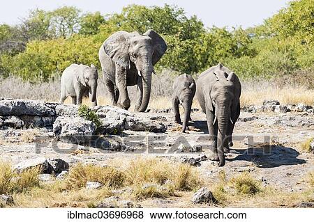 "African Elephants (Loxodonta africana) with young animals, Etosha National Park, Namibia, Africa" View Large Photo Image Stock Photo - "African Elephants (Loxodonta africana) with young animals, Etosha National Park, Namibia, Africa". Fotosearch