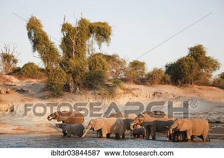 "African Elephants (Loxodonta africana) breeding herd drinking at the bank of the Chobe River, in the evening light, Chobe National Park, Botswana, Africa" View Large Photo Image Stock Photo - "African Elephants (Loxodonta africana) breeding herd drinking at the bank of the Chobe River, in the evening light, Chobe National Park, Botswana, Africa". Fotosearch