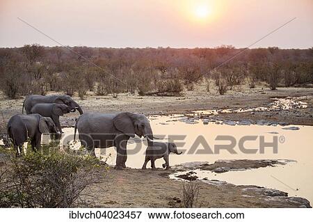 Stock Photo - "African elephants (Loxodonta africana) at a waterhole at sunset, Etosha National Park, Namibia, Africa". Fotosearch