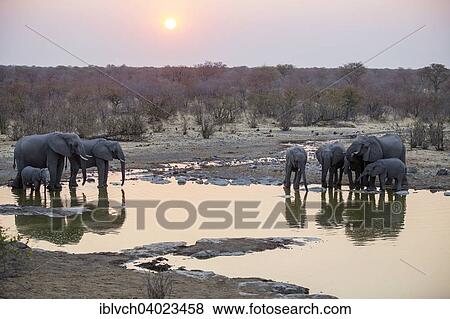"African elephants (Loxodonta africana) drinking at a waterhole at sunset, Etosha National Park, Namibia, Africa" View Large Photo Image Stock Photo - "African elephants (Loxodonta africana) drinking at a waterhole at sunset, Etosha National Park, Namibia, Africa". Fotosearch