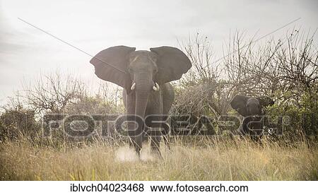 Stock Photo - "African elephants (Loxodonta africana) mother with young, Nkasa-Lupala National Park, Caprivi Region, Namibia, Africa". Fotosearch