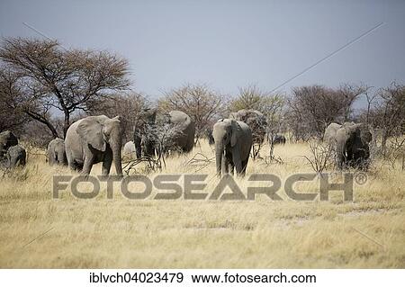 "African elephants (Loxodonta africana) herd walking through dry grass landscape, Etosha National Park, Namibia, Africa" View Large Photo Image Stock Photo - "African elephants (Loxodonta africana) herd walking through dry grass landscape, Etosha National Park, Namibia, Africa". Fotosearch