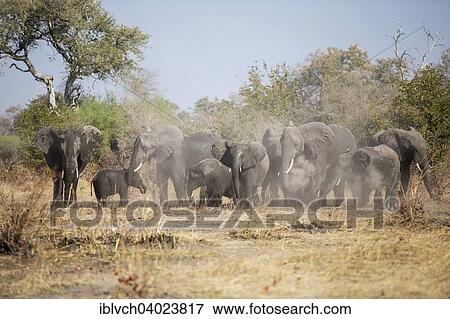 Stock Photo - "African elephants (Loxodonta africana) herd stirring up the dust Caprivi Region, Namibia, Africa". Fotosearch