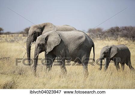 Stock Photo - "African elephants (Loxodonta africana) herd walking through dry grass landscape, Etosha National Park, Namibia, Africa". Fotosearch