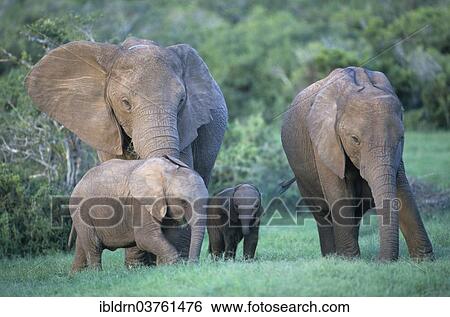 Stock Photograph - "African elephants (Loxodonta africana) with calves, Chobe Waterfront, Chobe National Park, North-West District, Botswana, Africa". Fotosearch