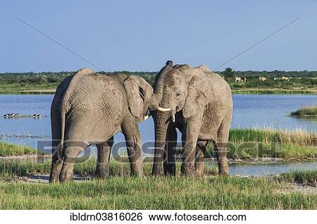 "African elephants (Loxodonta africana) playfighting at the Namutoni water hole, Etosha National Park, Namibia, Africa" View Large Photo Image Stock Photograph - "African elephants (Loxodonta africana) playfighting at the Namutoni water hole, Etosha National Park, Namibia, Africa". Fotosearch