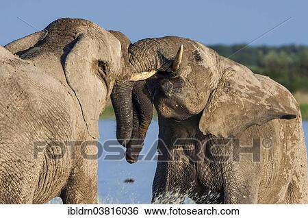 "African elephants (Loxodonta africana) playfighting at the Namutoni water hole, Etosha National Park, Namibia, Africa" View Large Photo Image Stock Photograph - "African elephants (Loxodonta africana) playfighting at the Namutoni water hole, Etosha National Park, Namibia, Africa". Fotosearch