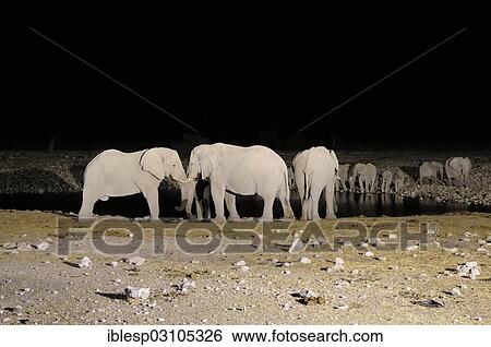 Stock Photograph - "African Elephants (Loxodonta africana) at a waterhole at night, Etosha National Park, near Okaukuejo, Kunene Region, Namibia, Africa". Fotosearch