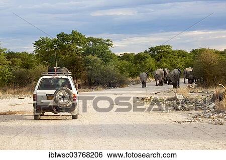 "African elephants (Loxodonta africana) on a road followed by a safari vehicle, Etosha-Nationalpark, Namutoni, Namibia, Africa" View Large Photo Image Stock Photograph - "African elephants (Loxodonta africana) on a road followed by a safari vehicle, Etosha-Nationalpark, Namutoni, Namibia, Africa". Fotosearch