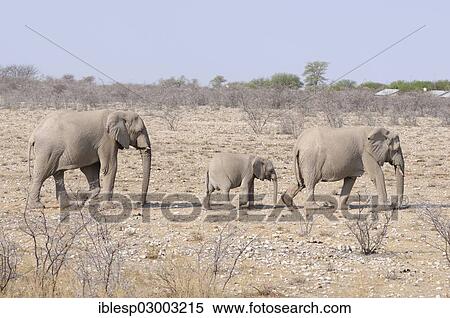 "African elephants (Loxodonta africana) with a calf, Okaukuejo, Etosha-Nationalpark, Outjo, Namibia, Africa" View Large Photo Image Stock Photography - "African elephants (Loxodonta africana) with a calf, Okaukuejo, Etosha-Nationalpark, Outjo, Namibia, Africa". Fotosearch