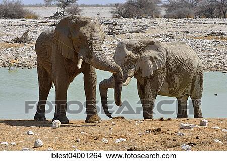 "African Elephants (Loxodonta africana), Okaukuejo waterhole, Etosha National Park, Namibia, Africa" View Large Photo Image Picture - "African Elephants (Loxodonta africana), Okaukuejo waterhole, Etosha National Park, Namibia, Africa". Fotosearch