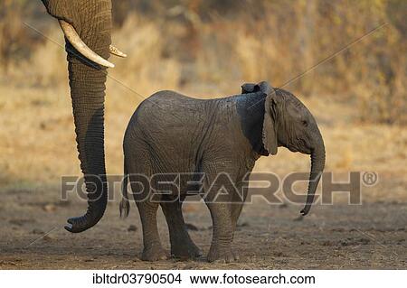 "African Elephants (Loxodonta africana), cow's trunk and calf, Kruger National Park, South Africa, Africa" View Large Photo Image Picture - "African Elephants (Loxodonta africana), cow's trunk and calf, Kruger National Park, South Africa, Africa". Fotosearch