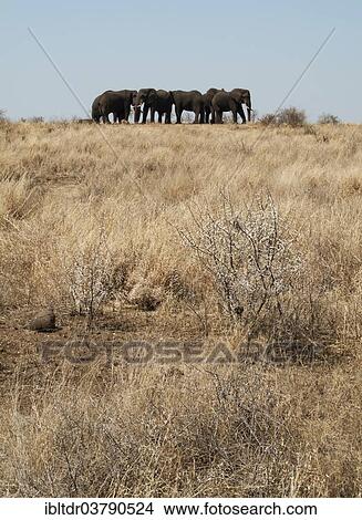 "African Elephants (Loxodonta africana), herd standing in a very dry environment at the end of the dry season, Kruger National Park, South Africa, Africa" View Large Photo Image Picture - "African Elephants (Loxodonta africana), herd standing in a very dry environment at the end of the dry season, Kruger National Park, South Africa, Africa". Fotosearch