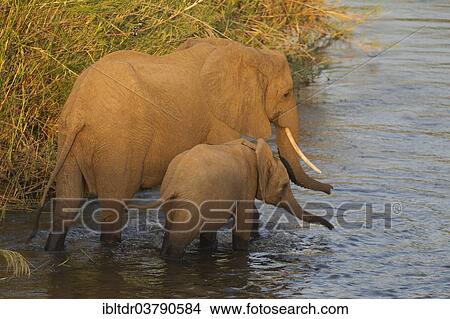 "African Elephants (Loxodonta africana), a cow and a calf wading through the Olifants River, Kruger National Park, South Africa, Africa" View Large Photo Image Picture - "African Elephants (Loxodonta africana), a cow and a calf wading through the Olifants River, Kruger National Park, South Africa, Africa". Fotosearch