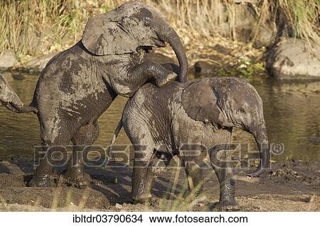 "African Elephants (Loxodonta africana), two calves playing around at a waterhole, Kruger National Park, South Africa, Africa" View Large Photo Image Picture - "African Elephants (Loxodonta africana), two calves playing around at a waterhole, Kruger National Park, South Africa, Africa". Fotosearch