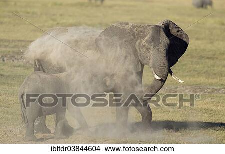 Picture - "African Elephants (Loxodonta africana), cow with calf taking a dust bath, Chobe National Park, Botswana, Africa". Fotosearch