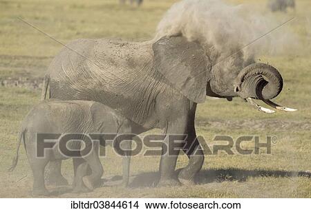 Picture - "African Elephants (Loxodonta africana), cow with calf taking a dust bath, Chobe National Park, Botswana, Africa". Fotosearch