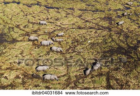 Picture - "African Elephants (Loxodonta africana), breeding herd, feeding and drinking in a freshwater marsh, aerial view, Okavango Delta, Moremi Game Reserve, Botswana, Africa". Fotosearch