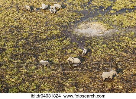 Picture - "African Elephants (Loxodonta africana), breeding herd, feeding and drinking in a freshwater marsh, aerial view, Okavango Delta, Moremi Game Reserve, Botswana, Africa". Fotosearch