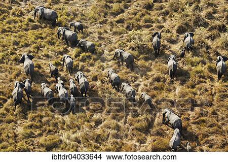 Picture - "African Elephants (Loxodonta africana), breeding herd, roaming, aerial view, Okavango Delta, Moremi Game Reserve, Botswana, Africa". Fotosearch