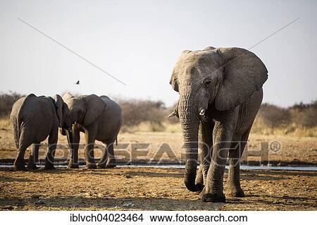 "African elephants (Loxodonta africana), play fighting at a waterhole in the evening, Etosha National Park, Namibia, Africa" View Large Photo Image Picture - "African elephants (Loxodonta africana), play fighting at a waterhole in the evening, Etosha National Park, Namibia, Africa". Fotosearch
