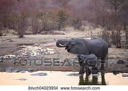 "African elephants (Loxodonta africana), mother with young drinking at a waterhole in the evening, Etosha National Park, Namibia, Africa" View Large Photo Image Picture - "African elephants (Loxodonta africana), mother with young drinking at a waterhole in the evening, Etosha National Park, Namibia, Africa". Fotosearch
