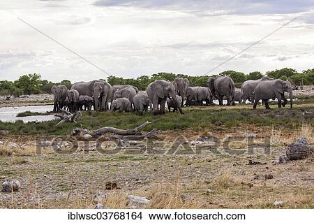 "African elephants (Loxodonta africana), herd, Etosha-Nationalpark, Namutoni, Namibia, Africa" View Large Photo Image Picture - "African elephants (Loxodonta africana), herd, Etosha-Nationalpark, Namutoni, Namibia, Africa". Fotosearch