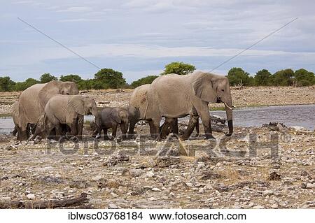"African elephants (Loxodonta africana), herd at waterhole, Etosha-Nationalpark, Namutoni, Namibia, Africa" View Large Photo Image Picture - "African elephants (Loxodonta africana), herd at waterhole, Etosha-Nationalpark, Namutoni, Namibia, Africa". Fotosearch