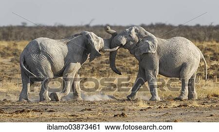 "African Elephants (Loxodonta africana), two bulls fighting, Etosha National Park, Namibia, Africa" View Large Photo Image Stock Image - "African Elephants (Loxodonta africana), two bulls fighting, Etosha National Park, Namibia, Africa". Fotosearch