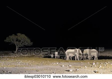 "African elephants (Loxodonta africana), at night at the floodlit waterhole of Okaukuejo, Okaukuejo, Etosha-Nationalpark, Outjo, Namibia, Africa" View Large Photo Image Stock Image - "African elephants (Loxodonta africana), at night at the floodlit waterhole of Okaukuejo, Okaukuejo, Etosha-Nationalpark, Outjo, Namibia, Africa". Fotosearch