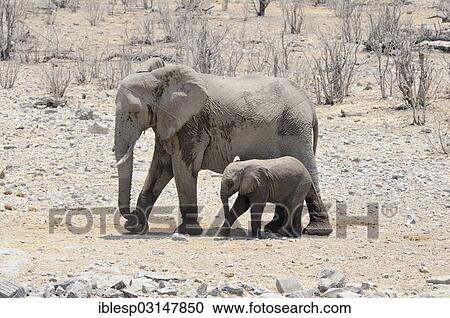 Stock Image - "African elephants (Loxodonta africana), female with calf, Etosha National Park, Halali, Kunene Region, Namibia, Africa". Fotosearch