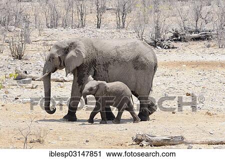 "African elephants (Loxodonta africana), female with calf, Etosha National Park, Halali, Kunene Region, Namibia, Africa" View Large Photo Image Stock Image - "African elephants (Loxodonta africana), female with calf, Etosha National Park, Halali, Kunene Region, Namibia, Africa". Fotosearch