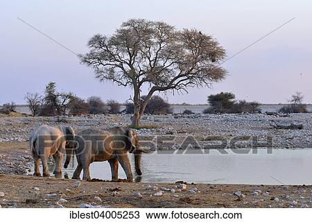 "African Elephants (Loxodonta africana), Okaukuejo waterhole, Etosha National Park, Namibia, Africa" View Large Photo Image Stock Image - "African Elephants (Loxodonta africana), Okaukuejo waterhole, Etosha National Park, Namibia, Africa". Fotosearch