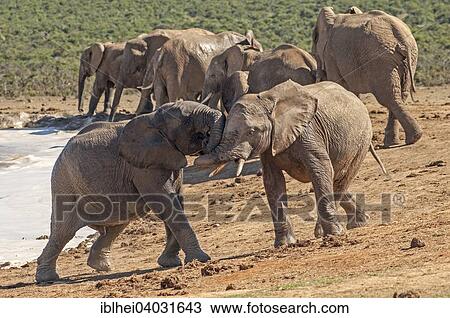 "African Elephants (Loxodonta africana), young playing at the water hole, Addo Elephant National Park, South Africa, Africa" View Large Photo Image Stock Image - "African Elephants (Loxodonta africana), young playing at the water hole, Addo Elephant National Park, South Africa, Africa". Fotosearch